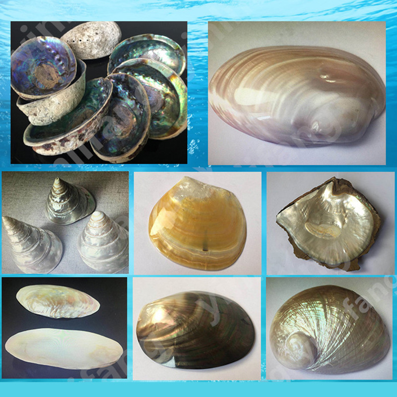 Abalone Sheet Paper for Musica - Musical Instrument Jewelry review and price